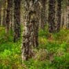 Pine forest. Cairngorms National Park, Scotland. HC023