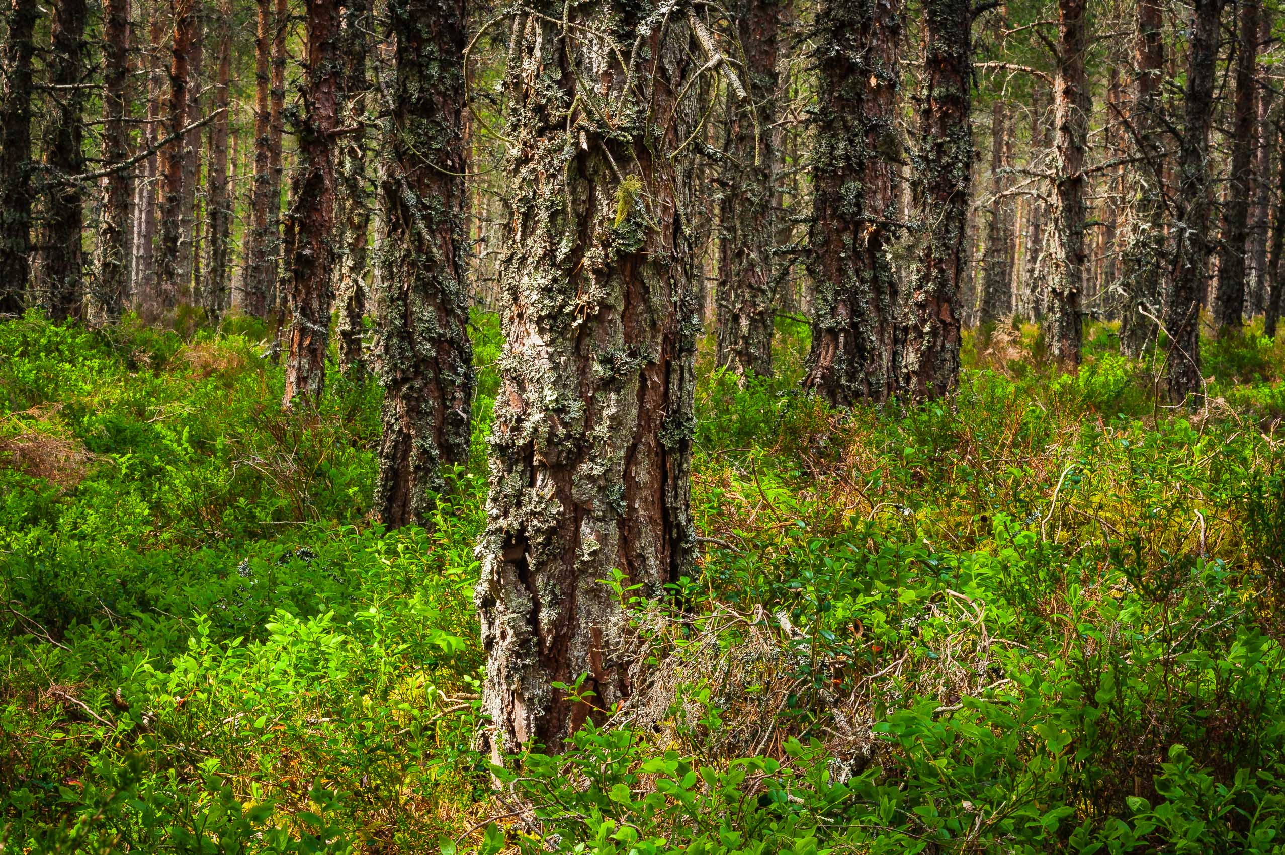 Pine forest. Cairngorms National Park, Scotland. HC023
