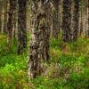 Pine forest. Cairngorms National Park, Scotland.