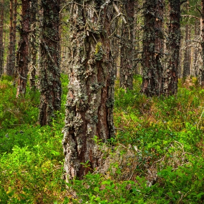 Pine forest. Cairngorms National Park, Scotland.