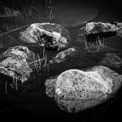 Rocks and reeds, Rannoch Moor, Scotland.