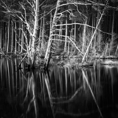 Trees on Loch Mallachie, Cairngorms National Park, Scotland.