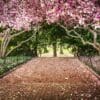 Cherry blossom in Central Park, New York City. NY018