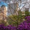 Flowers and budding trees in Central Park, New York City NY020