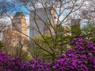 Flowers and budding trees in Central Park, New York City NY020