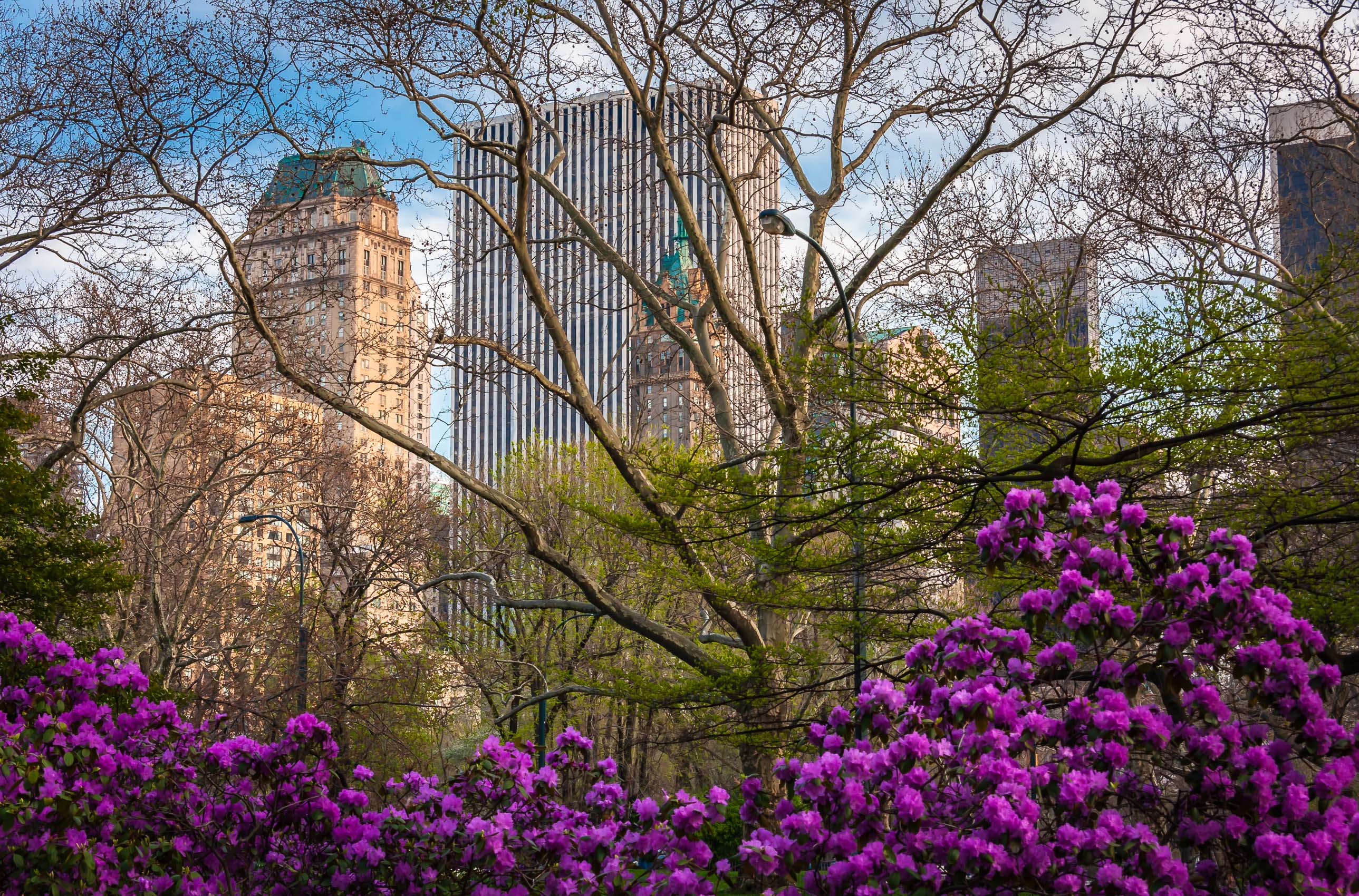 Flowers and budding trees in Central Park, New York City NY020