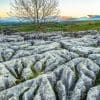 Lone tree at edge of limestone pavement above Malham Cove , Yorkshire Dales, England.