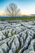 Lone tree at edge of limestone pavement above Malham Cove , Yorkshire Dales, England.