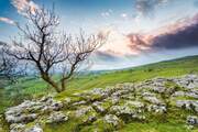 Tree and limestone pavement above Malham Cove, Yorkshire Dales, England.