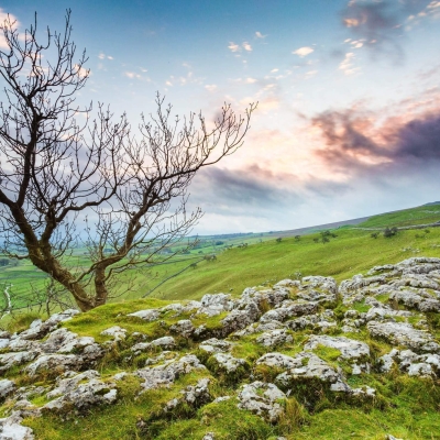 Tree Limestone Pavement Above Malham Cove Yorkshire