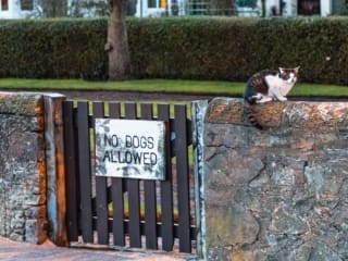Cat on Wall beside gate with sign: 'No Dogs Allowed'