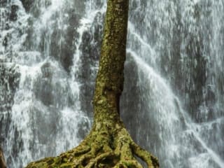 Tree growing on rocky ground against background of Crabtree Falls, North Carolina, USA NC002