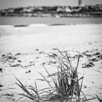 Dune grass on the West Sands, St Andrews. Fife, Scotland. SM020