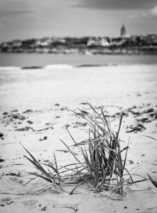 Dune grass on the West Sands, St Andrews. Fife, Scotland. SM020