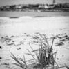 Dune grass on the West Sands, St Andrews. Fife, Scotland. SM020