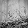 Monochrome image of ice-coated twigs and grasses. NC018