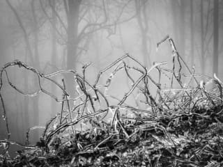 Monochrome image of ice-coated twigs and grasses, occurring as the consequence of an ice storm. NC018