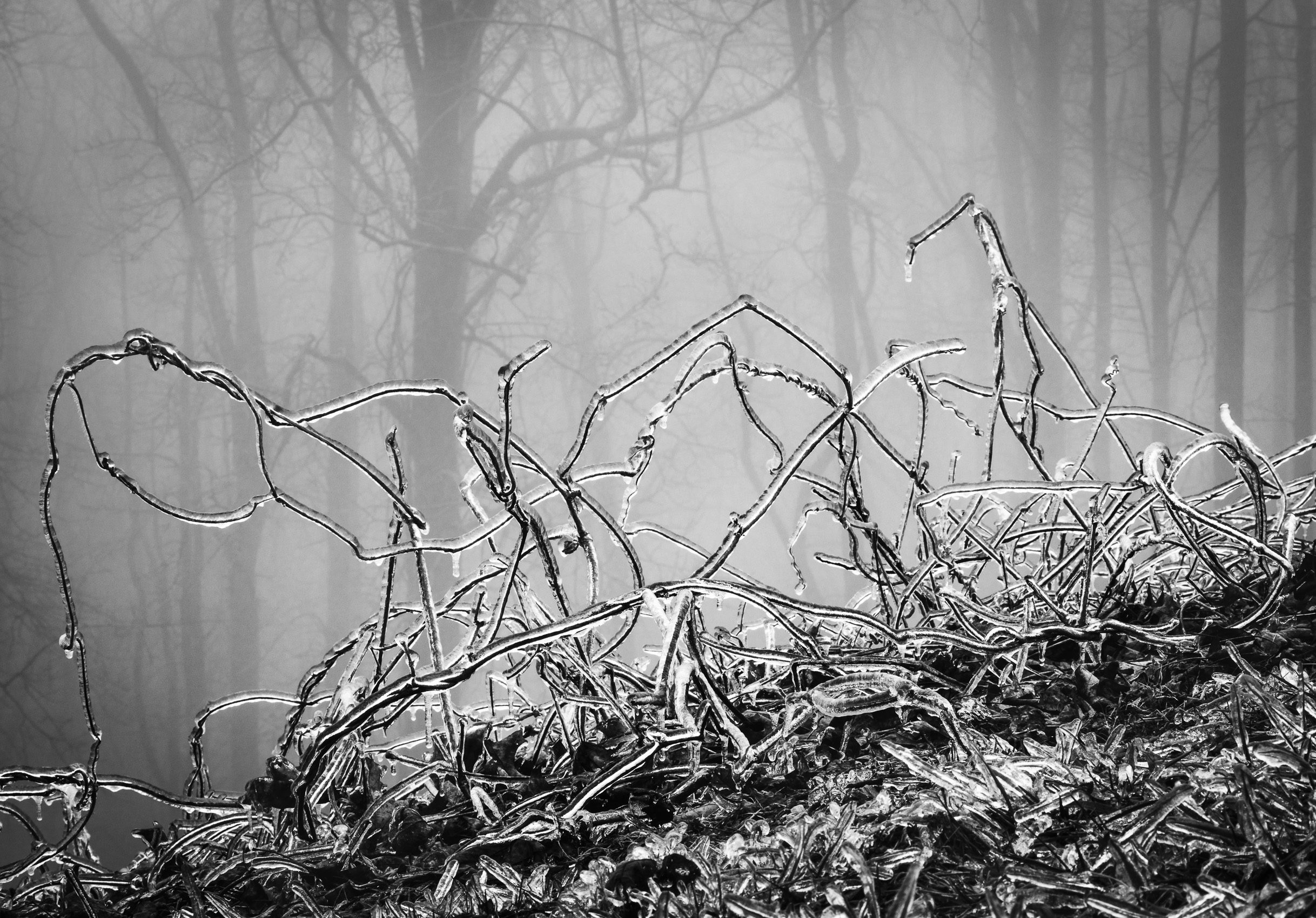 Monochrome image of ice-coated twigs and grasses, occurring as the consequence of an ice storm, against a background of trees through the mist. NC018