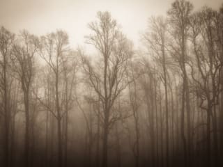Sepia toned image of trees in mist on the BLue Ridge Parkway, North Carolina, USA. CM006