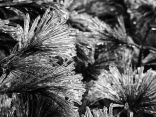 Ice-coated pine needles, Blue Ridge Parkway, North Carolina, USA. CM007