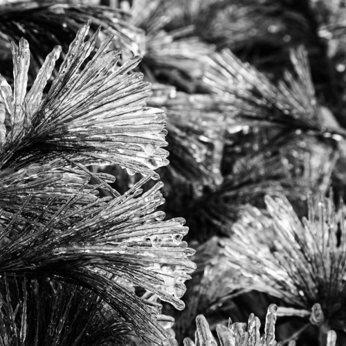 Ice-coated pine needles, Blue Ridge Parkway, North Carolina, USA. CM007