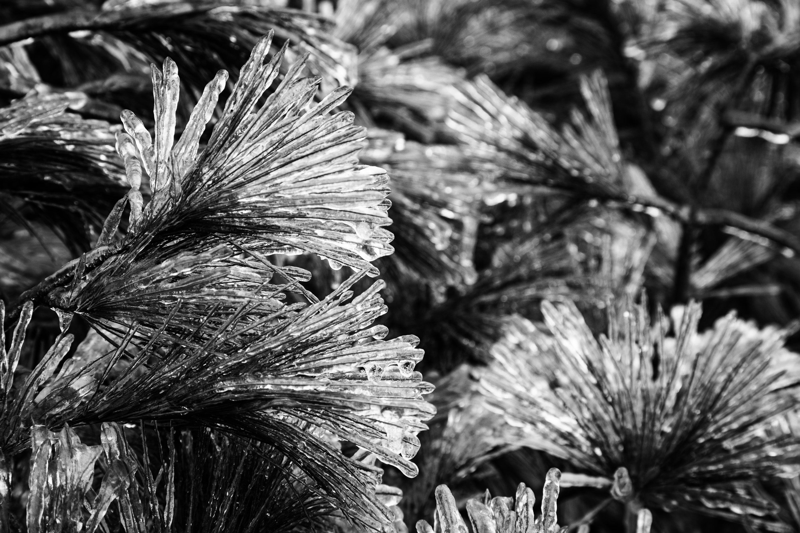 Ice-coated pine needles, Blue Ridge Parkway, North Carolina, USA. CM007