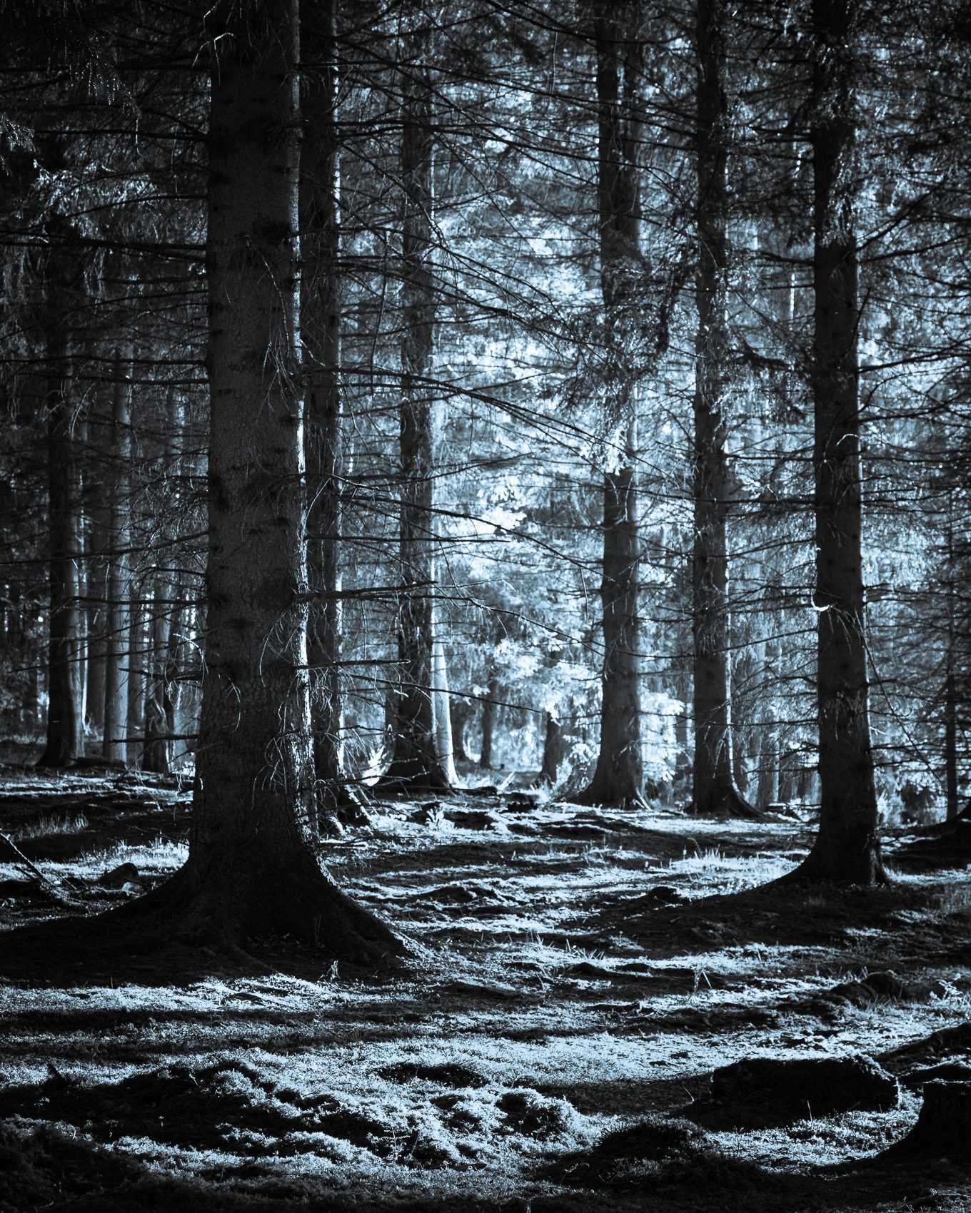 Selenium-toned monochrome image of Kinclaven Wood, Perthshire, Scotland. SM032