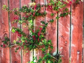 Fuschia bush on fence, Dundee, Scotland. DD067