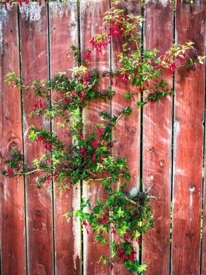 Fuschia bush on fence, Dundee, Scotland. DD067