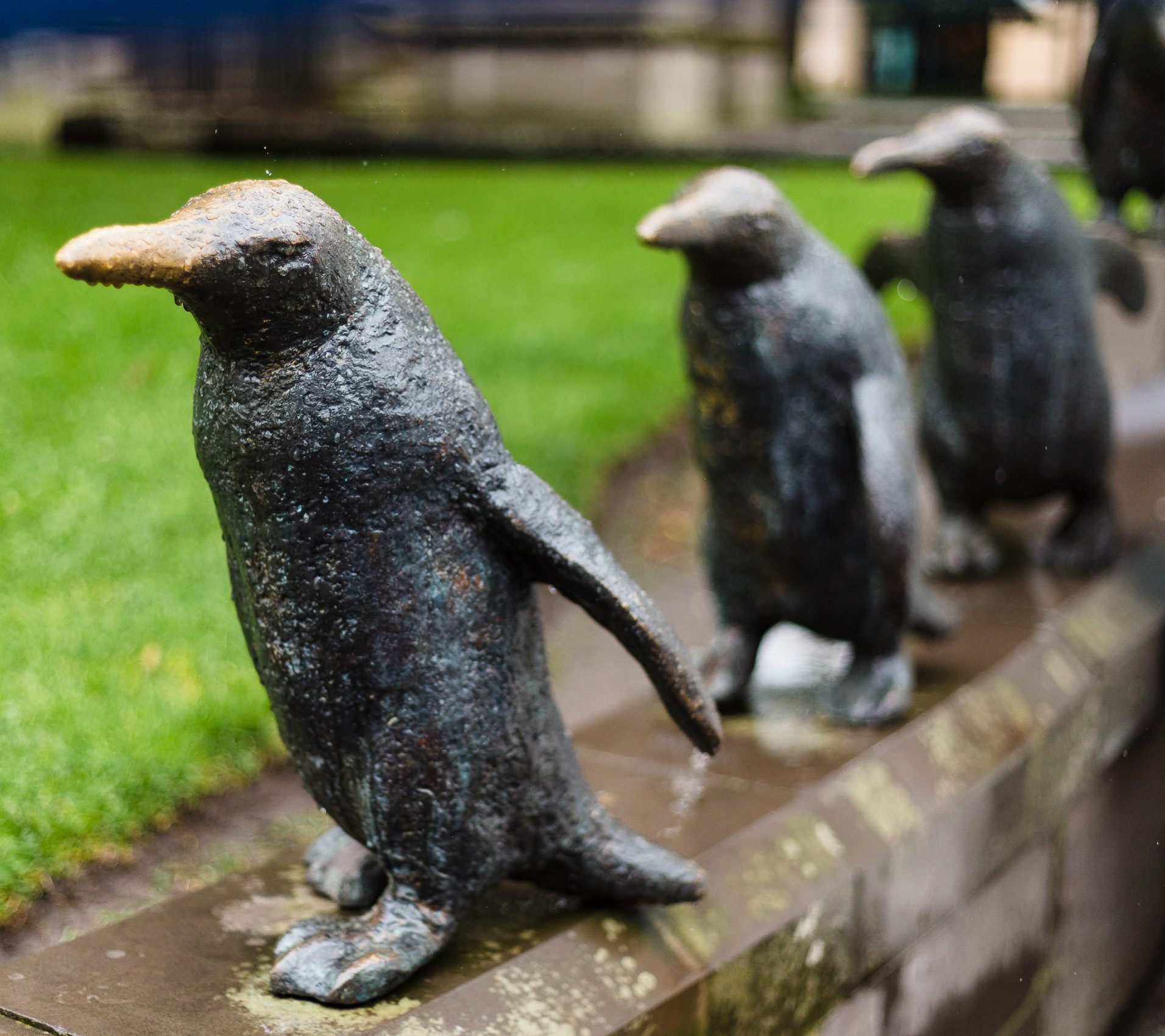 Three damp Dundee Penguins outside the City Churches in Dundee, Scotland. DD011