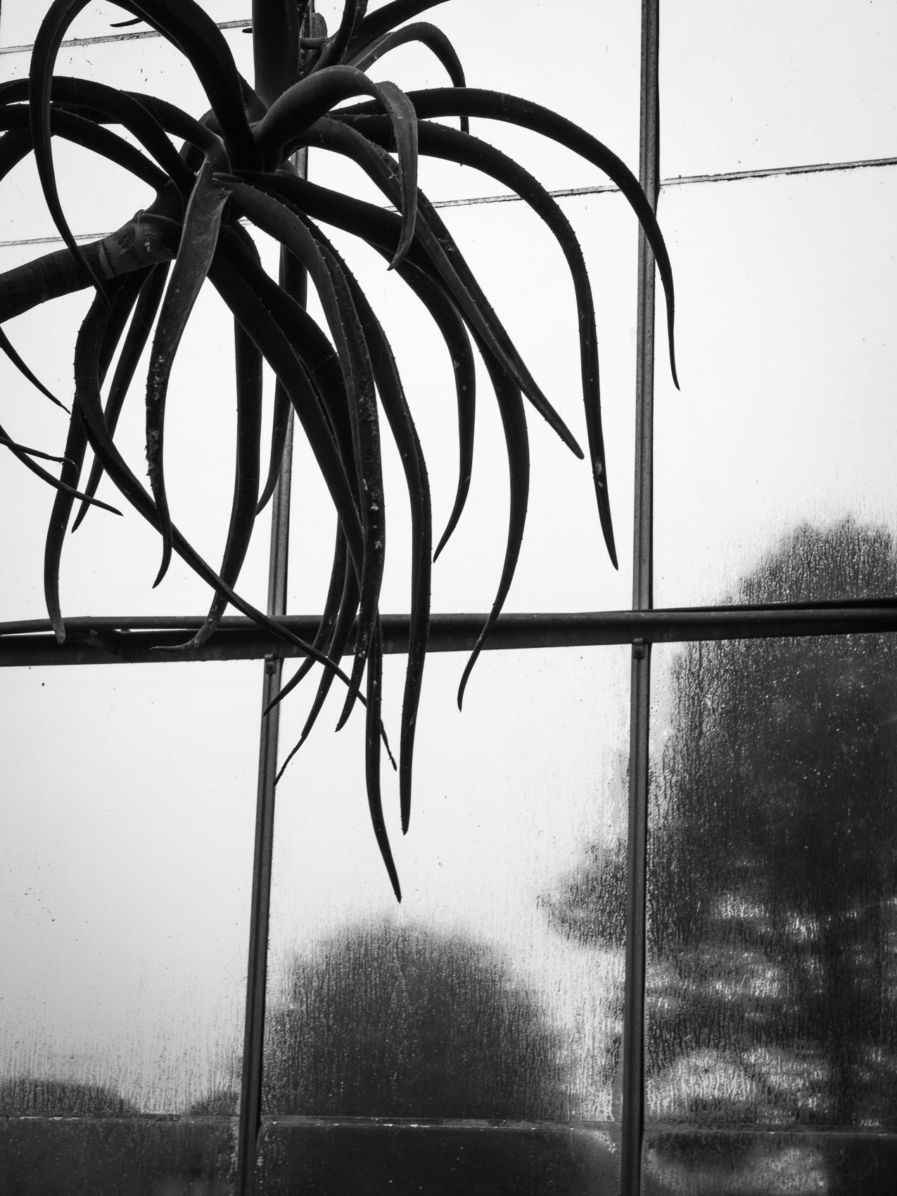 Cactus plant silhouetted against a glasshouse window at The University of Dundee Botanic Garden. DD044