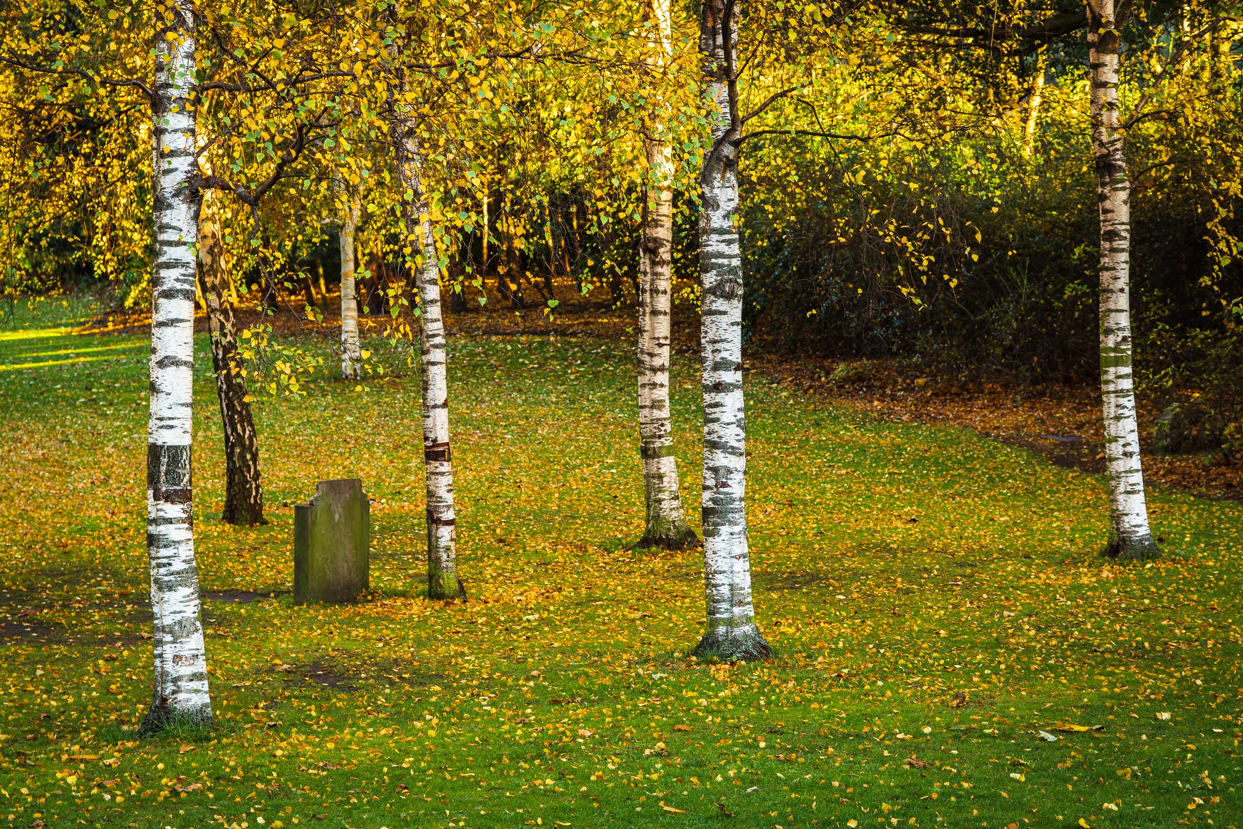 Stand of birch trees in Princes Street Gardens, Edinburgh, Scotland. EH019