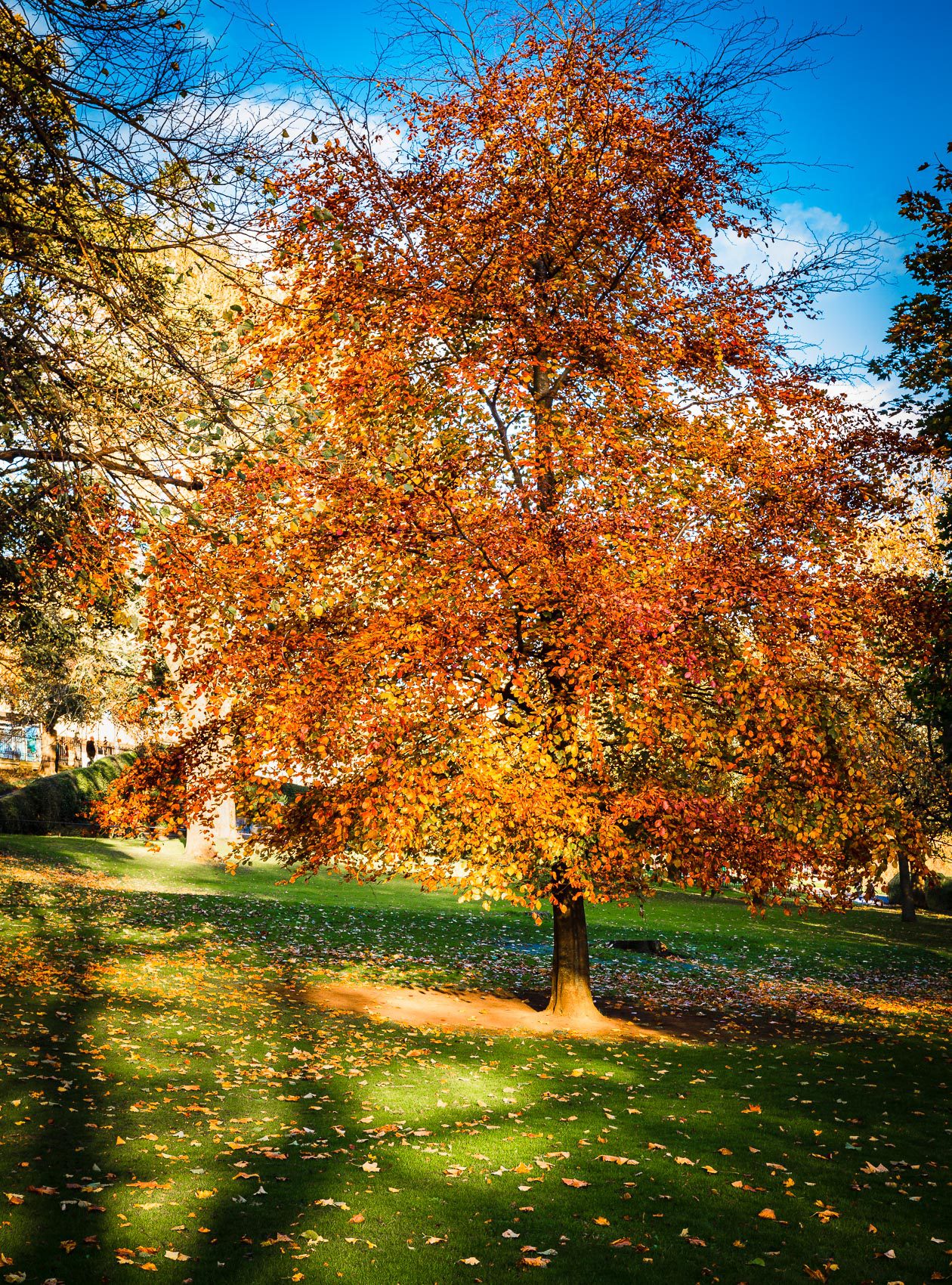 Beech tree in Princes Street Gardens, Edinburgh, Scotland, United Kingdom.EH020