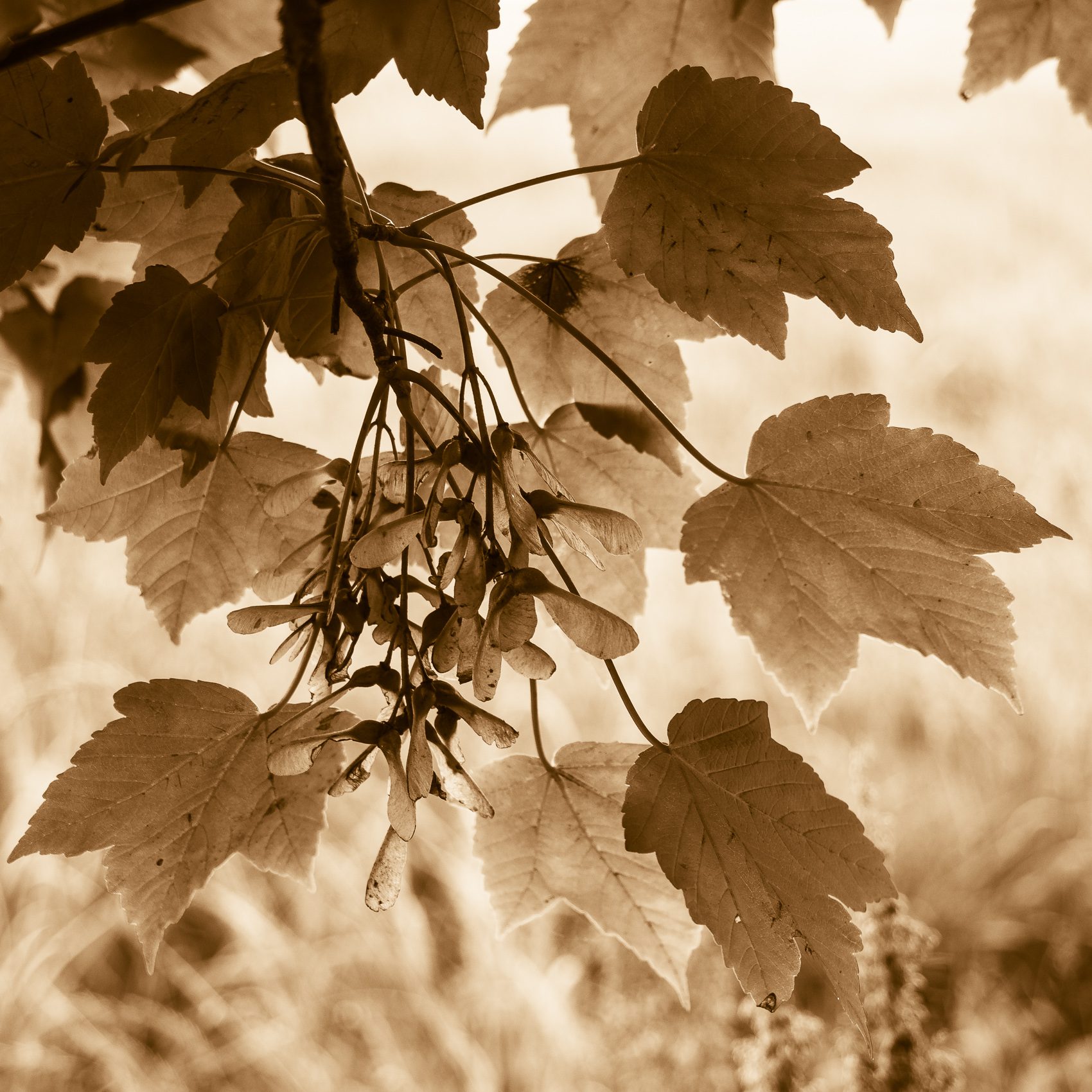 Sepia-toned image of sycamore leaves and seed pods. DD099