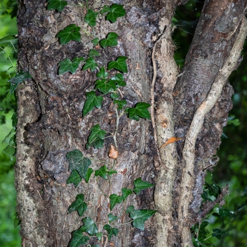Tree trunk with ivy shoots and leaves. DD105