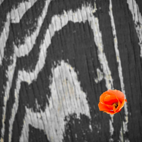 Red poppy against weathered wooden fence. DD062