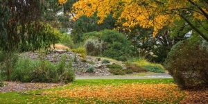 Autumn in Dundee Botanical Gardens, Dundee, Scotland. DD179