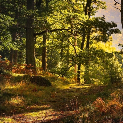 Black Spout Woods, Pitlochry, Perthshire, Scotland.