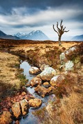 Dead tree and entrance to Glen Coe, Scotland.