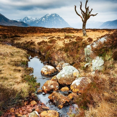 Dead tree and entrance to Glen Coe, Scotland.