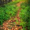 Path through the woods by the River Isla, Angus, Scotland. TA001