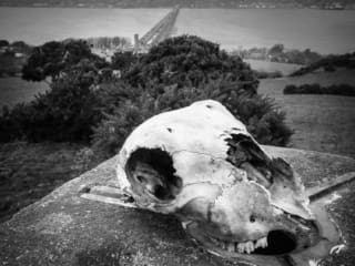 Sheep skull and the Tay Railway Bridge from Northfield, Fife, Scotland. DM001