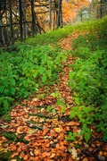 Path through the woods by the River Isla, Angus, Scotland.