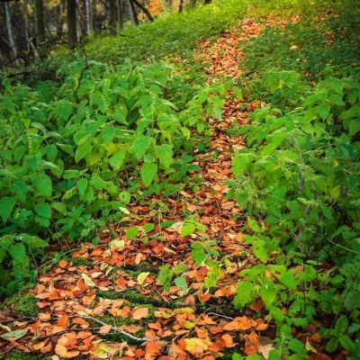 Path through the woods by the River Isla, Angus, Scotland.
