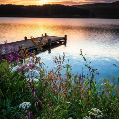 Wildflowers and jetty at Portmore Loch, Borders, Scotland. BD003 Wildflowers and jetty at Portmore Loch, Borders, Scotland.