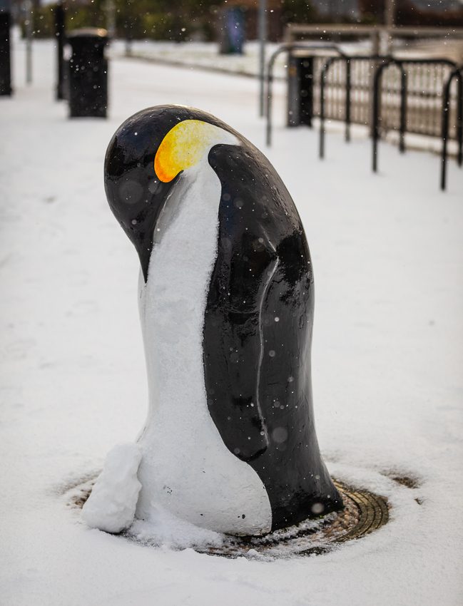 Penguin statue outside the Discovery Centre, Dundee, Scotland. DD111