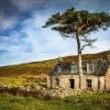 Abandoned Croft House Scots Pine Near Callakille Applecross Scotland