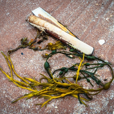 Razor shell and seaweed on Sand beach, Applecross, Scotland. AP009