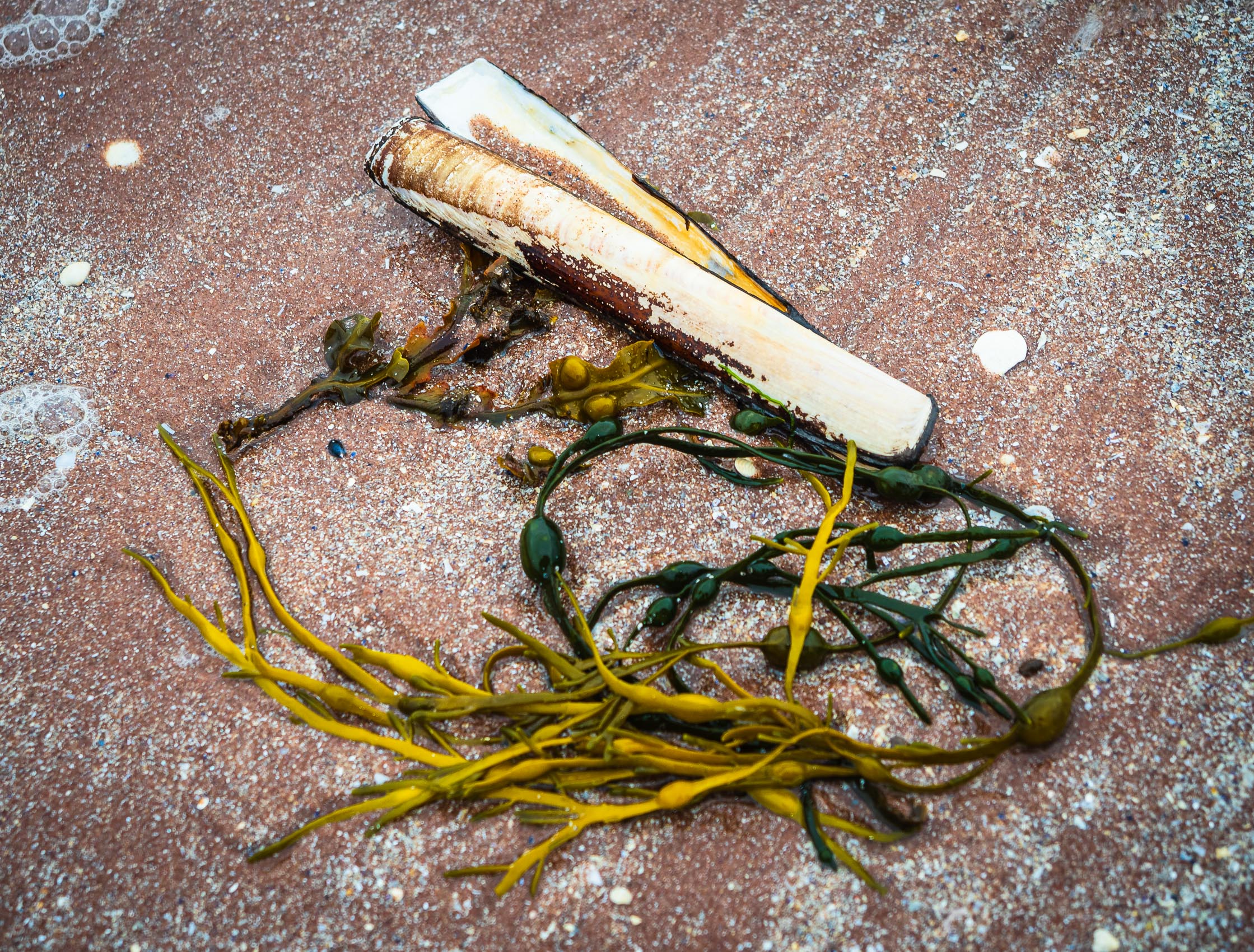 Razor shell and seaweed on Sand beach, Applecross, Scotland. AP009