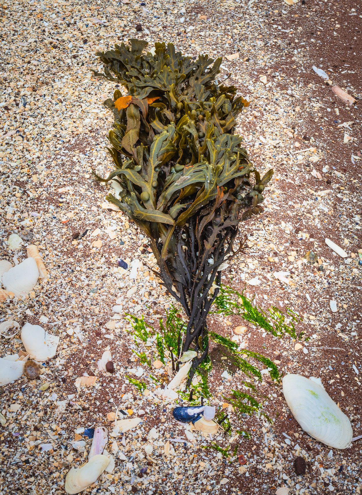 Seaweed on Sand beach, Applecross, Scotland. AP010